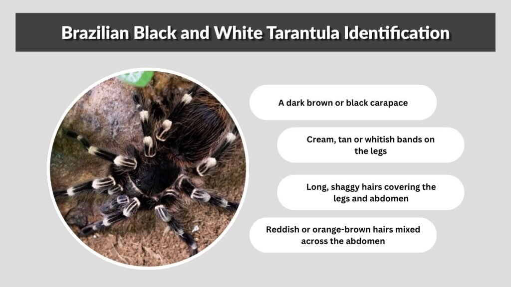 Brazilian Black and White Tarantula Identification