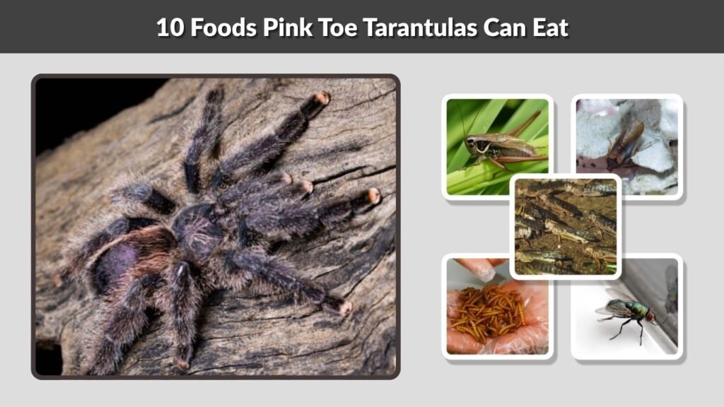10 Foods Pink Toe Tarantulas Can Eat