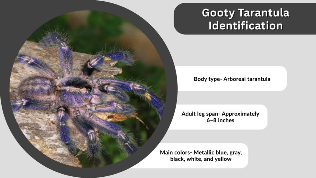 Gooty Tarantula Identification