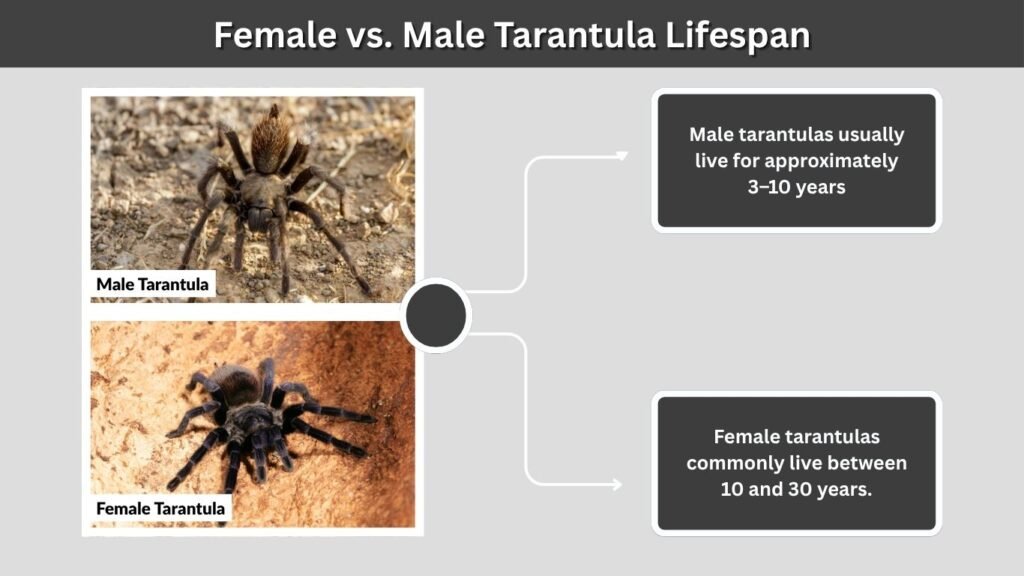 Female vs. Male Tarantula Lifespan