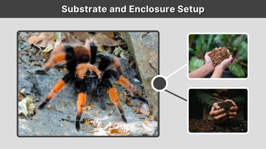 Substrate and Enclosure Setup