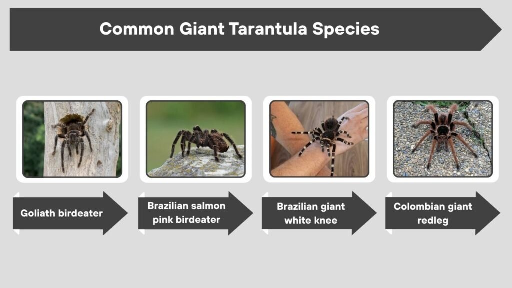 Common Giant Tarantula Species