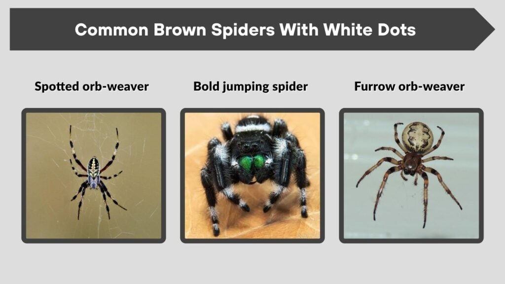 Common Brown Spiders With White Dots