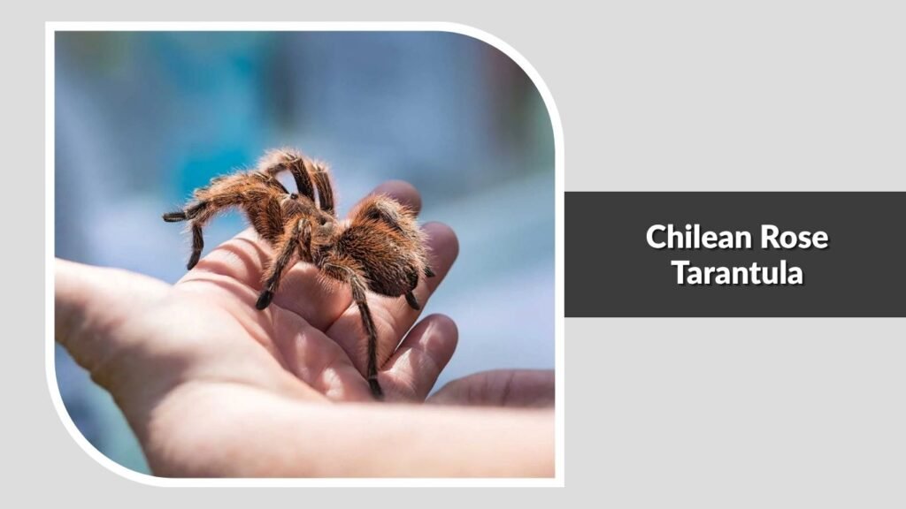  Chilean Rose Tarantula