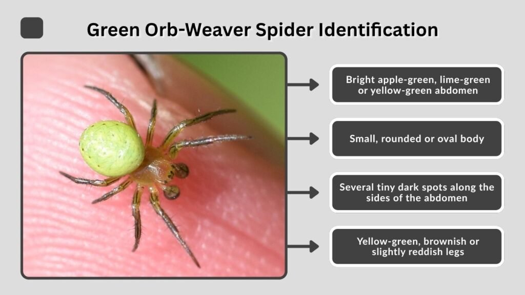 Green Orb-Weaver Spider Identification