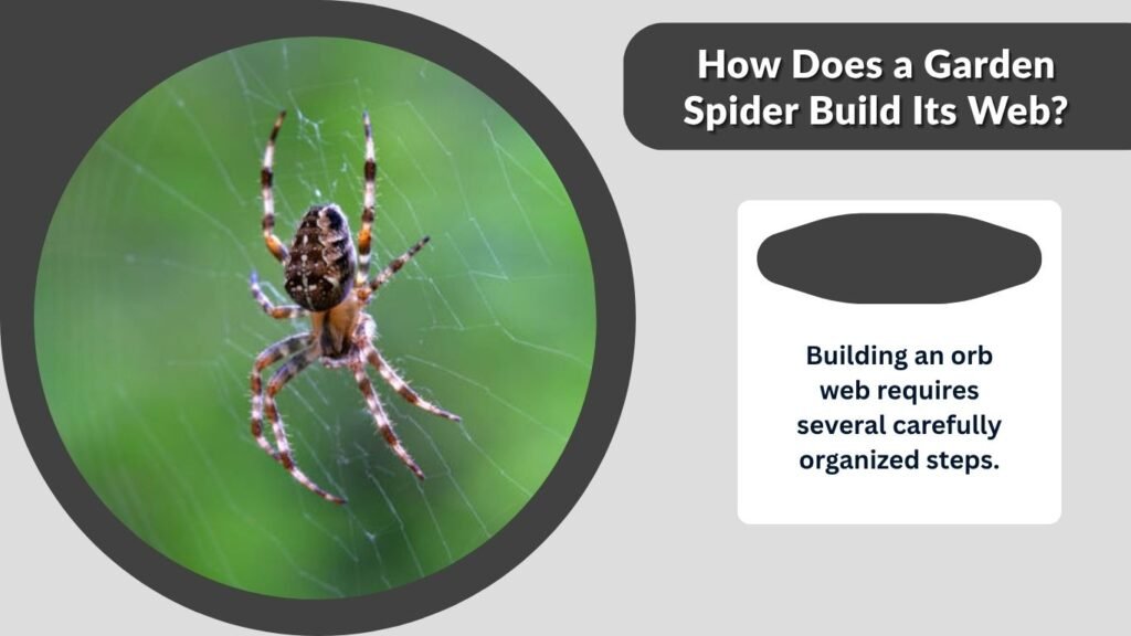 How Does a Garden Spider Build Its Web?