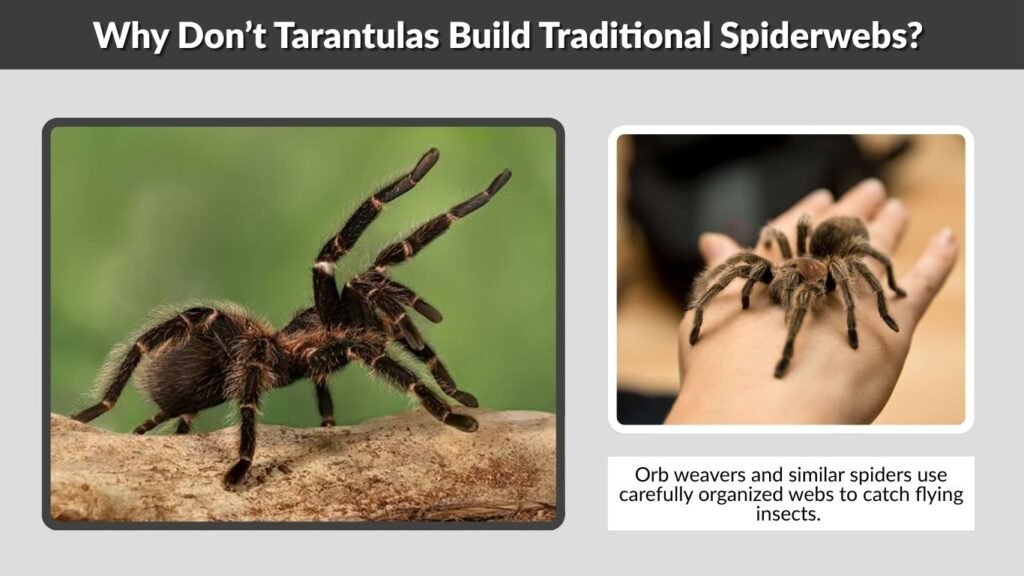 Why Don’t Tarantulas Build Traditional Spiderwebs?