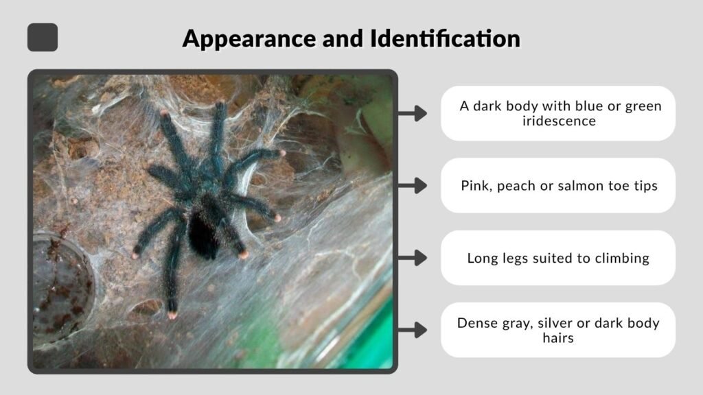 Appearance and Identification