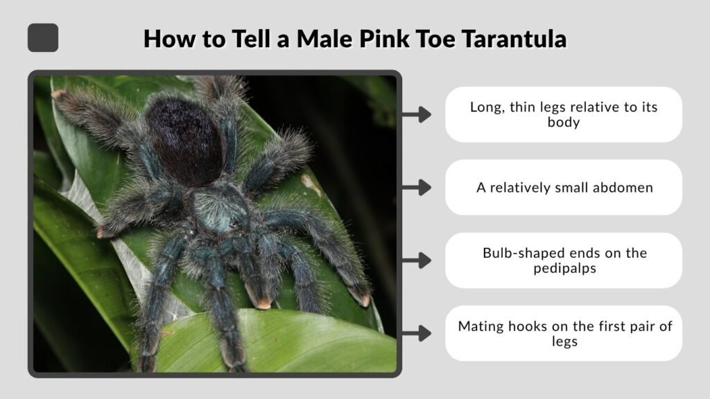 How to Tell a Male Pink Toe Tarantula