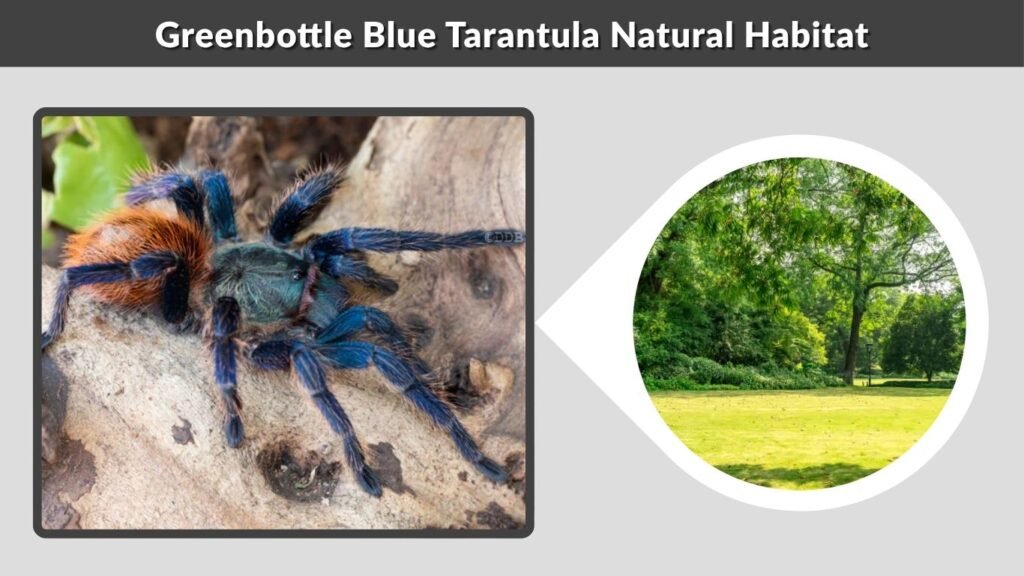 Greenbottle Blue Tarantula Natural Habitat