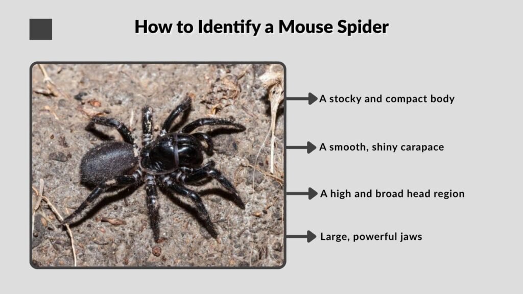 How to Identify a Mouse Spider