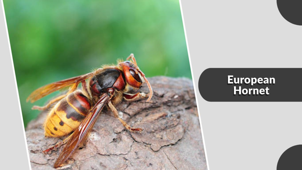 European Hornet