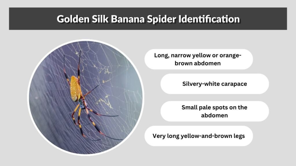 Golden Silk Banana Spider Identification