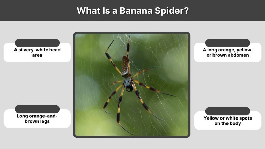 What Is a Banana Spider?
