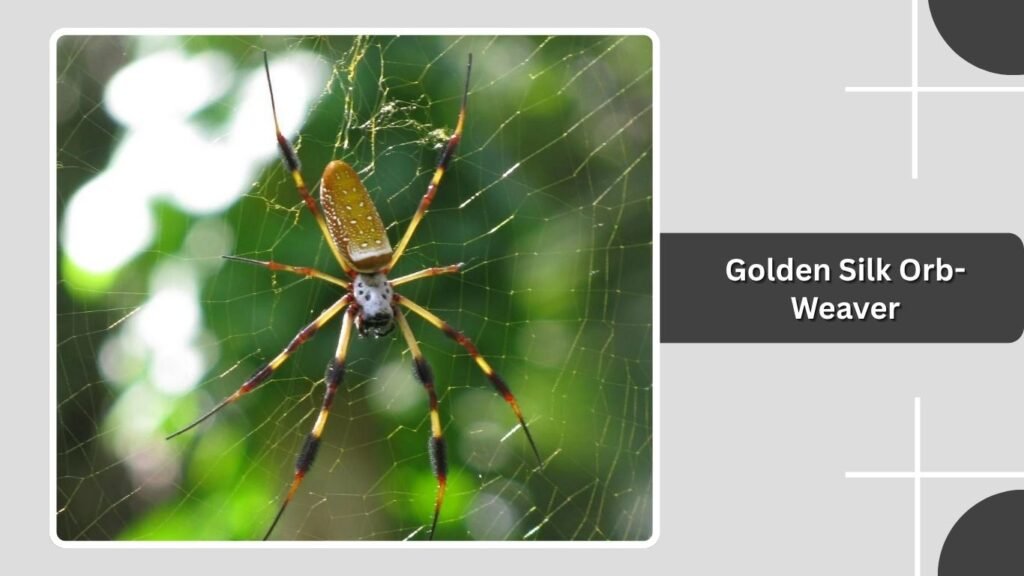 Golden Silk Orb-Weaver