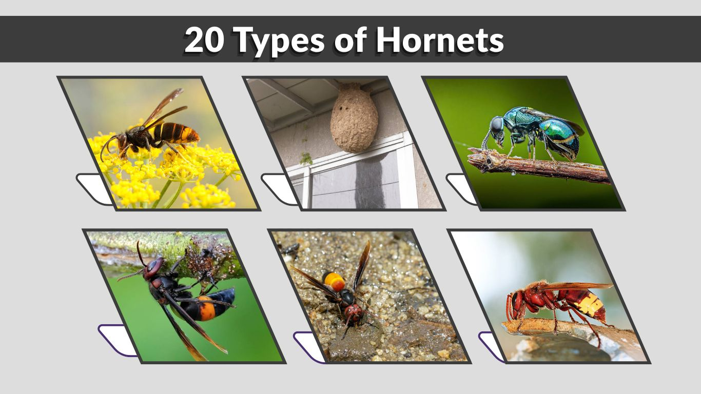 20 Types of Hornets: Species, Habitat, and Identification