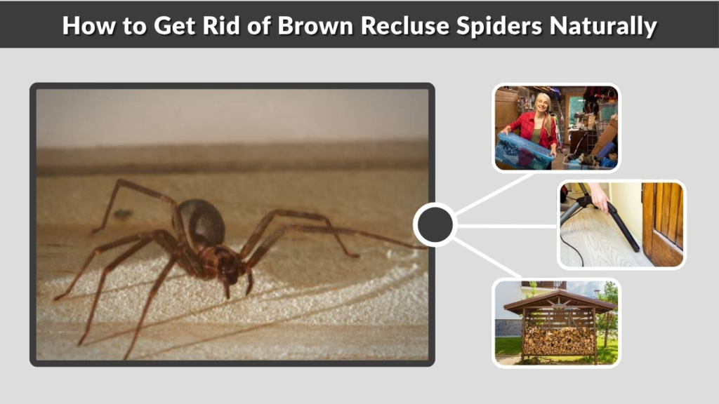 How to Get Rid of Brown Recluse Spiders Naturally