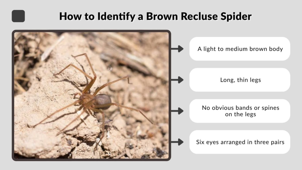 How to Identify a Brown Recluse Spider
