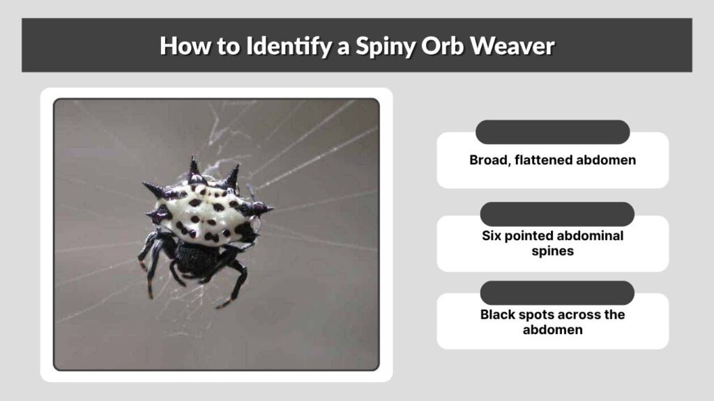 How to Identify a Spiny Orb Weaver