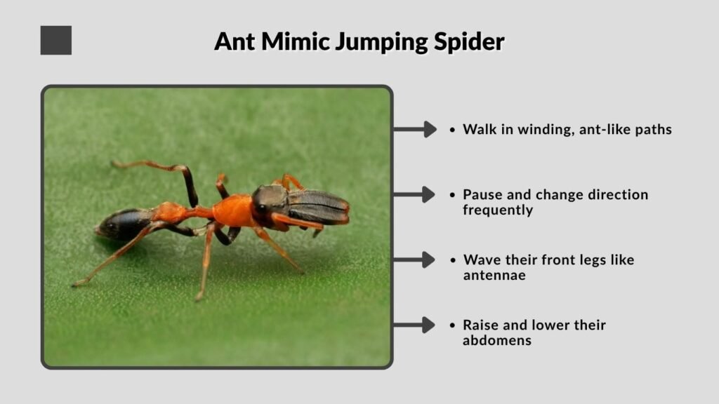 Ant Mimic Jumping Spider