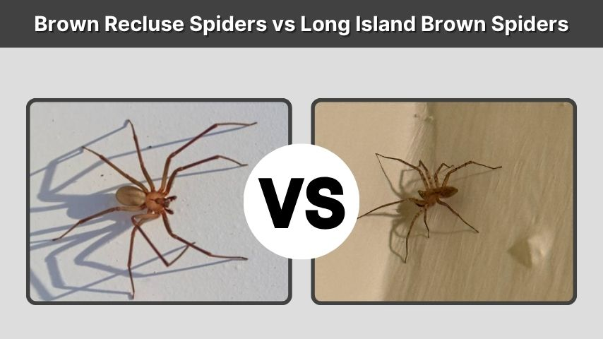 Brown Recluse Spiders vs Long Island Brown Spiders