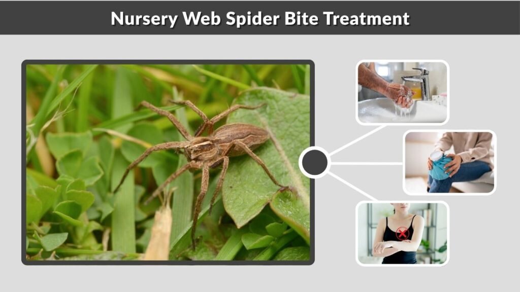 Nursery Web Spider Bite Treatment
