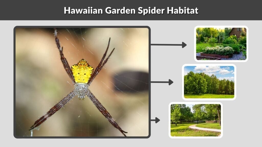 Hawaiian Garden Spider Habitat