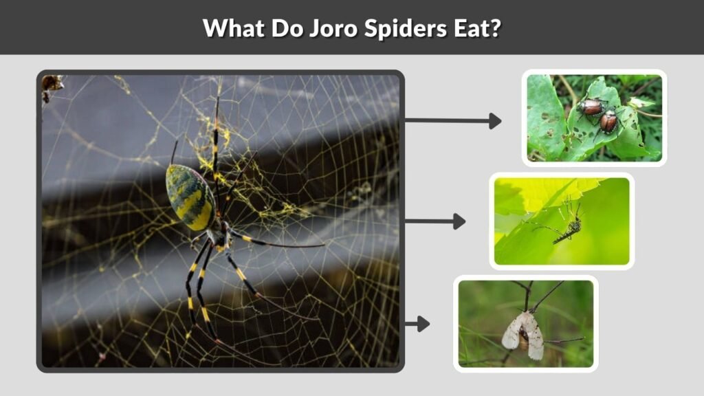 What Do Joro Spiders Eat?