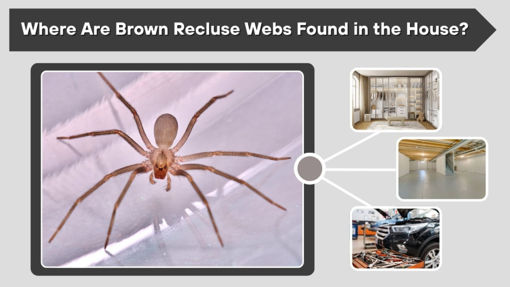 Where Are Brown Recluse Webs Found in the House?