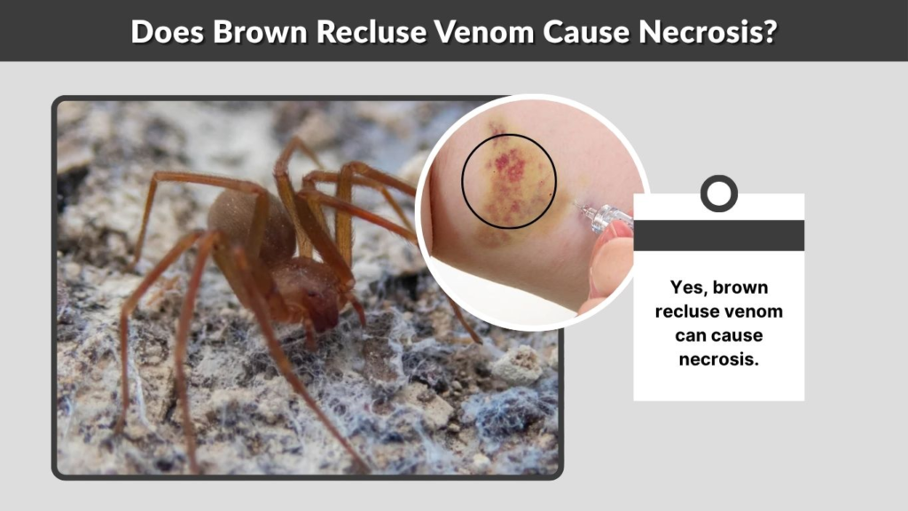 Does Brown Recluse Venom Cause Necrosis?