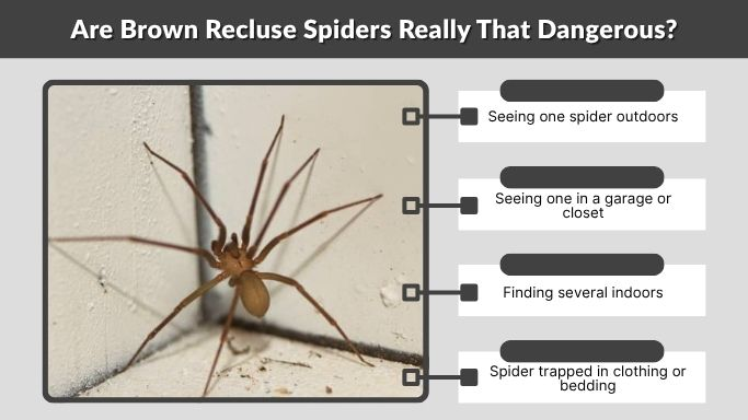 Are Brown Recluse Spiders Really That Dangerous?