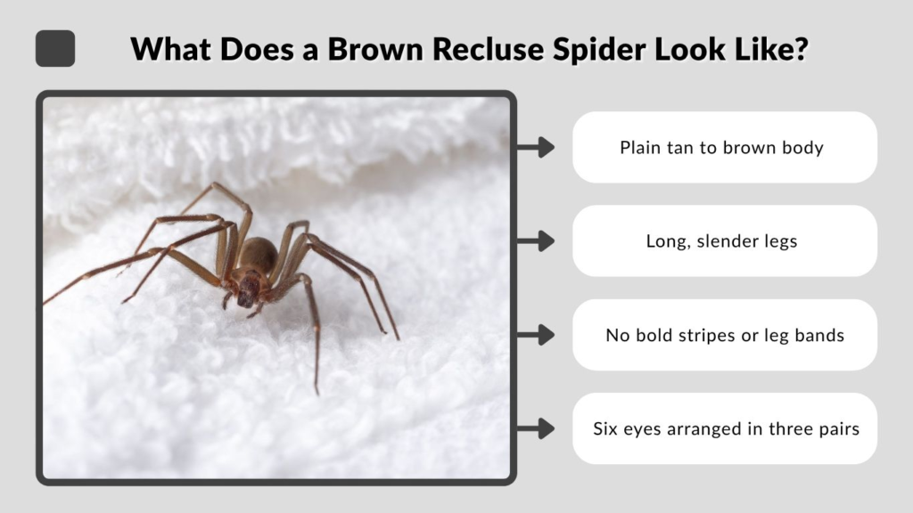 What Does a Brown Recluse Spider Look Like?