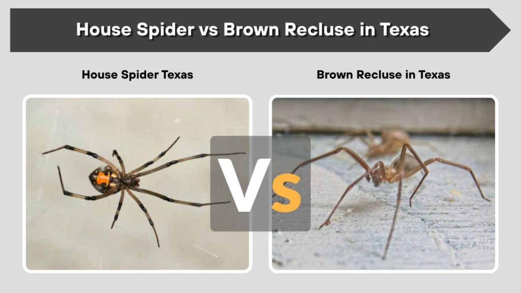 House Spider vs Brown Recluse in Texas