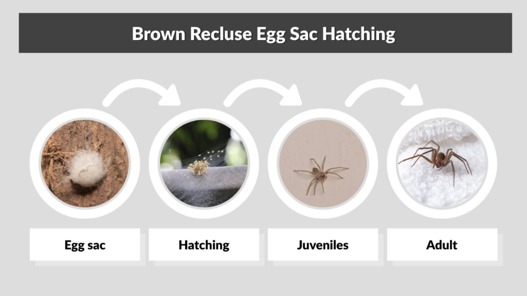 Brown Recluse Egg Sac Hatching