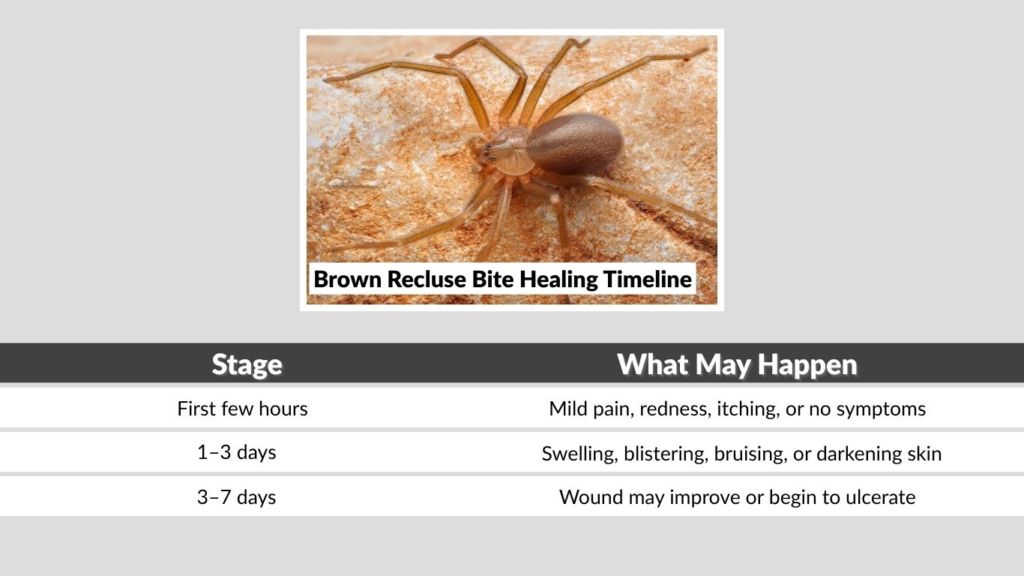 Brown Recluse Bite Healing Timeline