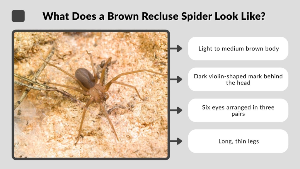 What Does a Brown Recluse Spider Look Like?