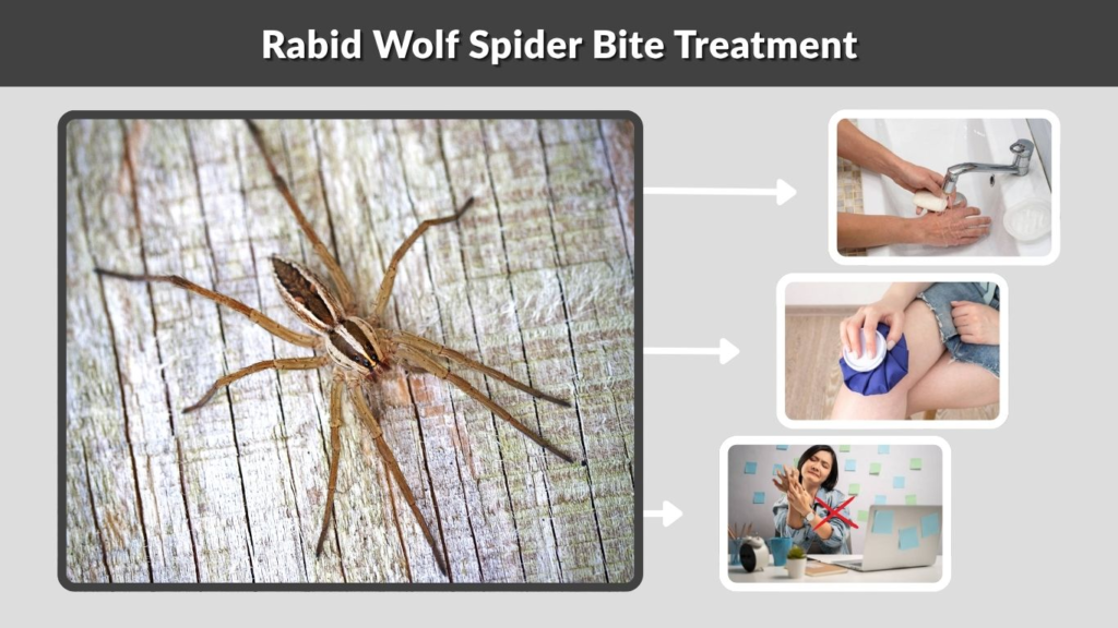 Rabid Wolf Spider Bite Treatment