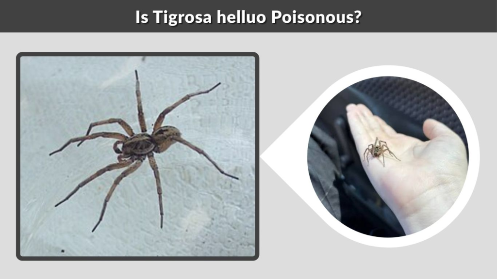 Is Tigrosa helluo Poisonous?