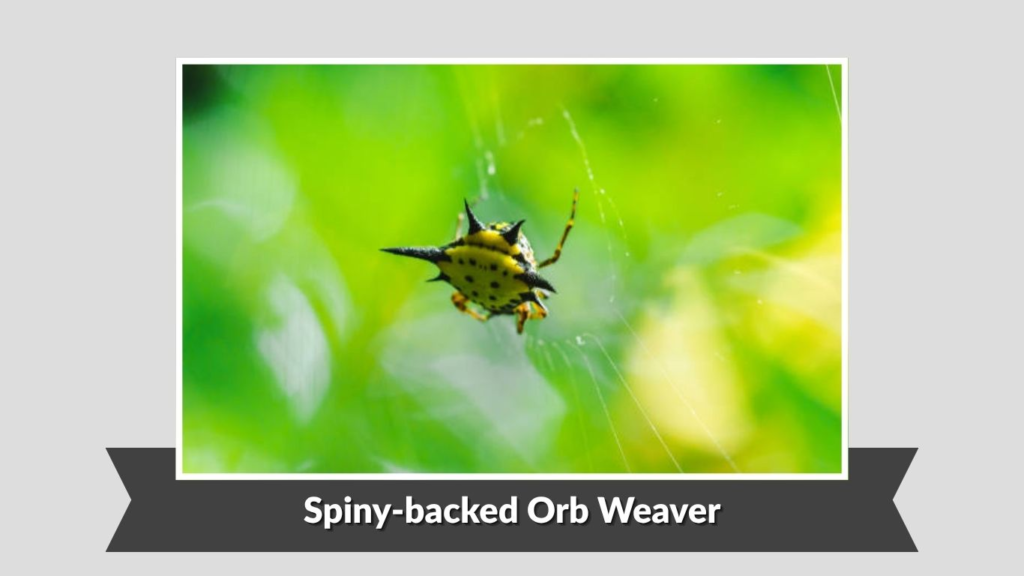 Spiny-backed Orb Weaver