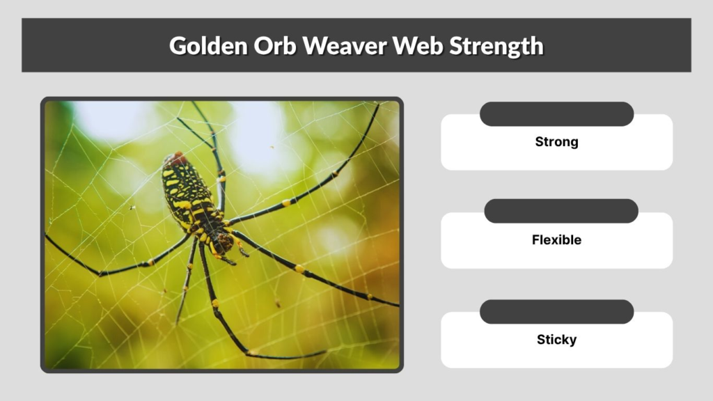 Golden Orb Weaver Web Strength