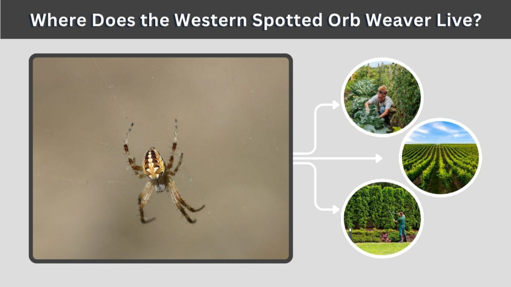 Where Does the Western Spotted Orb Weaver Live?