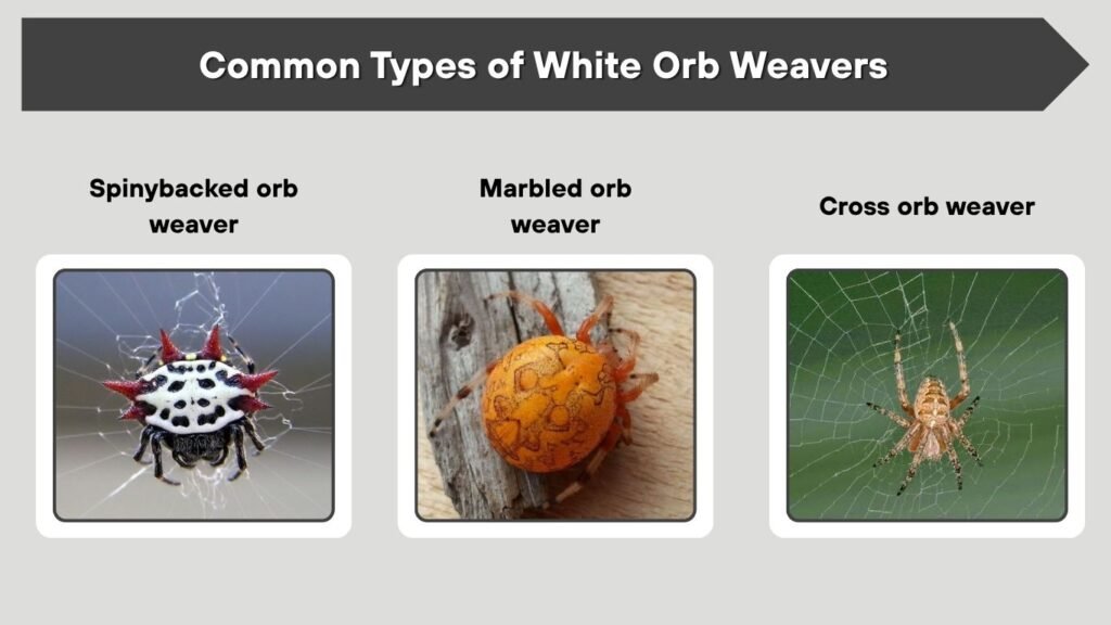 Common Types of White Orb Weavers