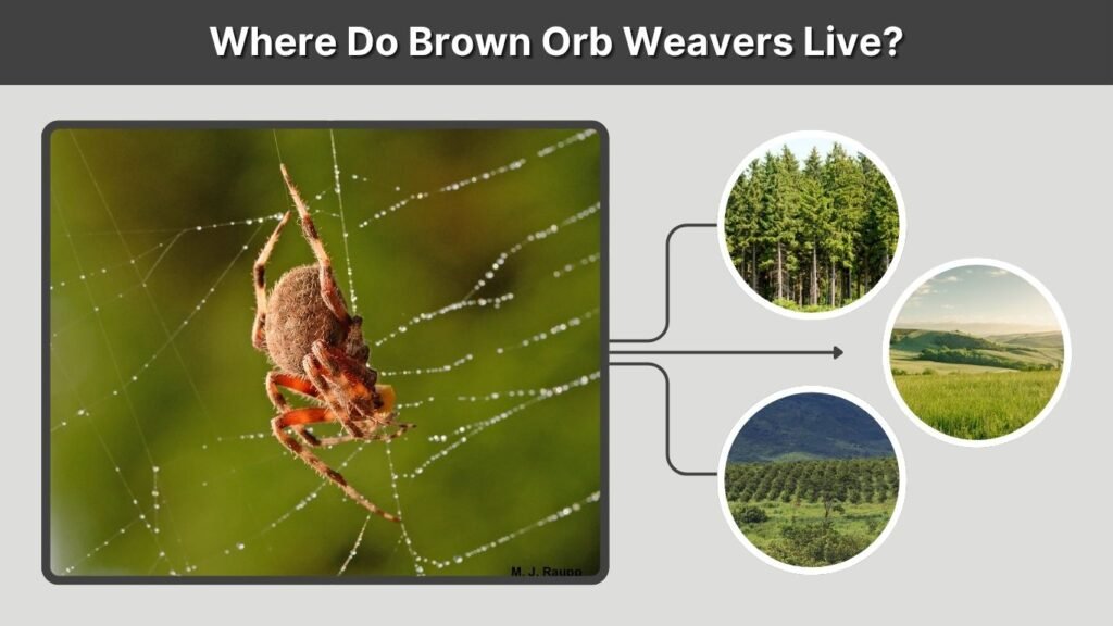 Where Do Brown Orb Weavers Live?
