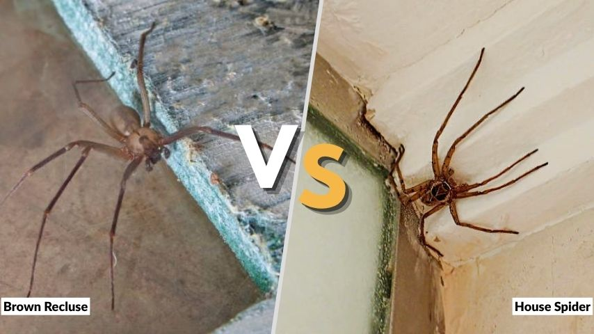 Brown Recluse vs House Spider