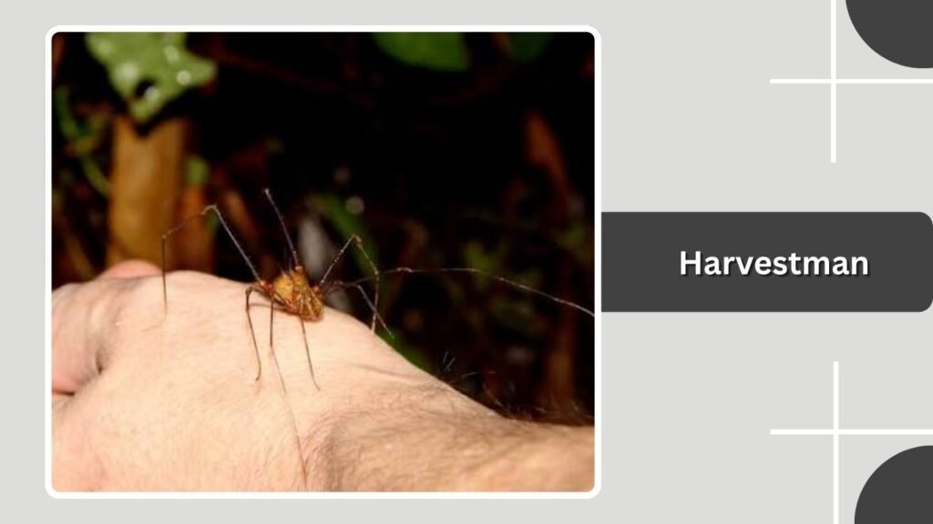 Harvestman