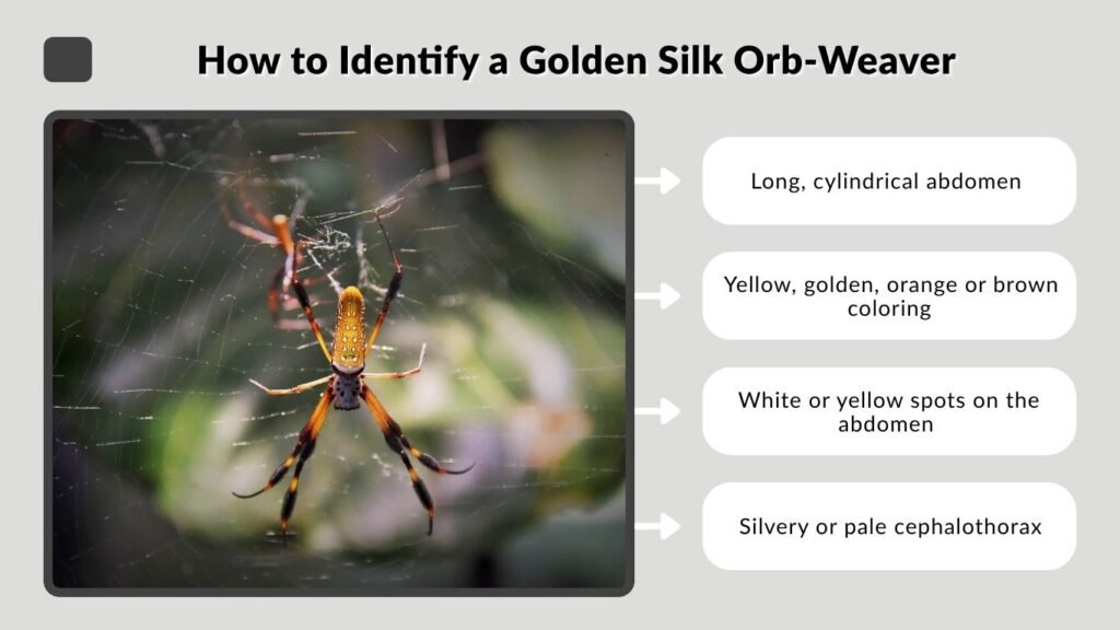 How to Identify a Golden Silk Orb-Weaver