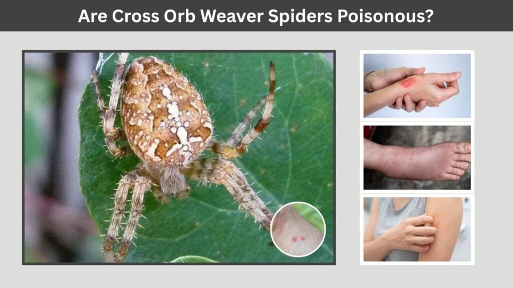 Are Cross Orb Weaver Spiders Poisonous?