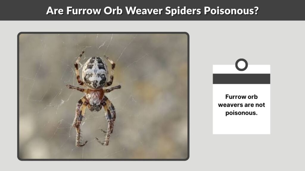 Are Furrow Orb Weaver Spiders Poisonous?