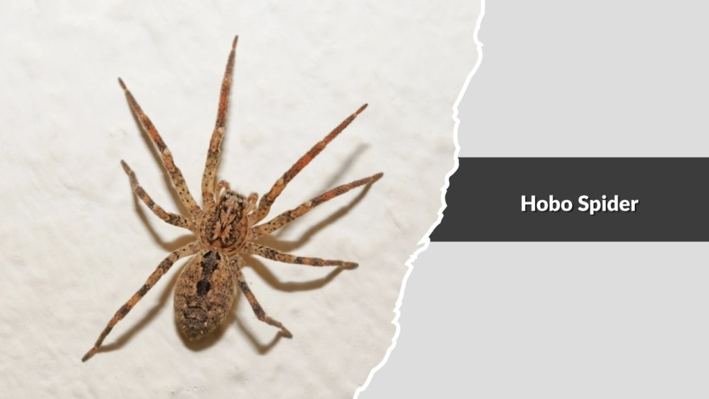 Hobo Spider
