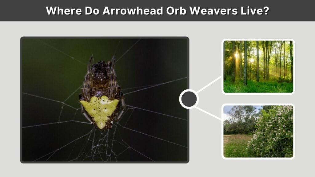 Where Do Arrowhead Orb Weavers Live?